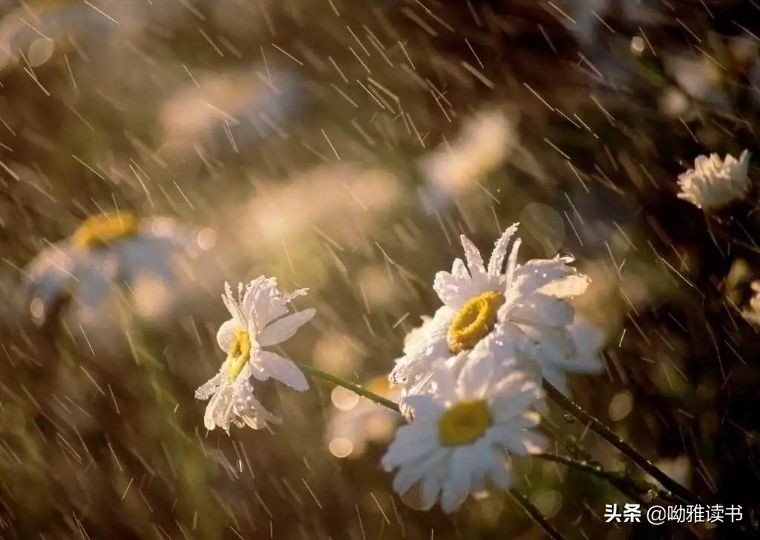 翠叶藏莺朱帘隔燕的意思,翠叶藏莺古诗朗诵视频