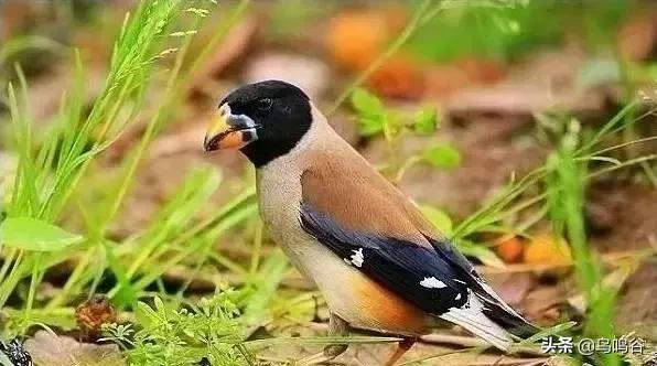 看图识鸟图片及答案,看图识鸟软件哪个好用