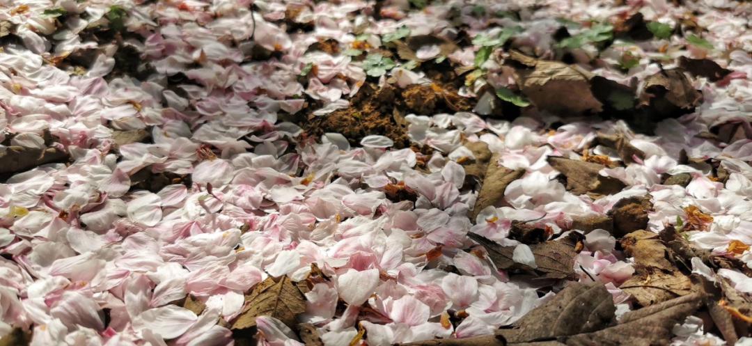 春林花多媚视频讲解,春林花多媚图片