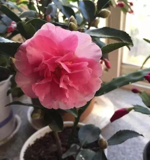 北方盆栽茶梅的种植方法,茶梅耐寒养殖方法和注意事项