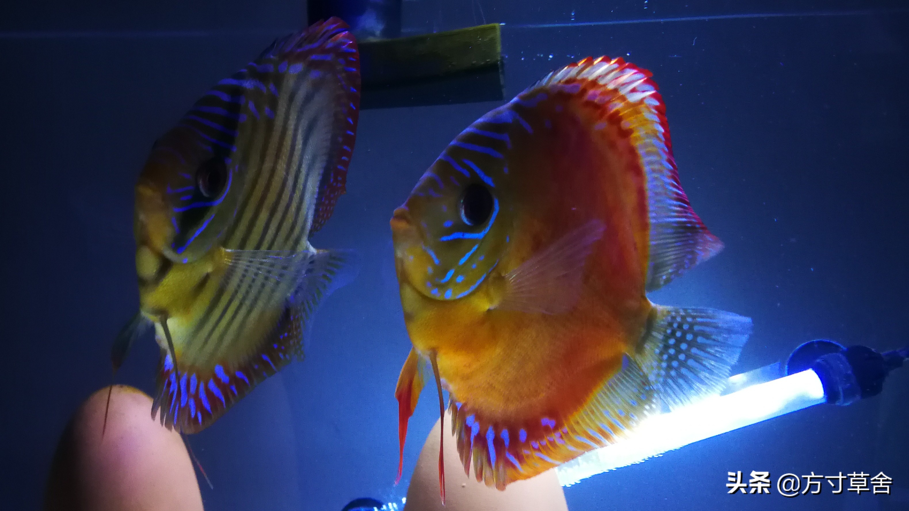 七彩神仙繁殖罐的白卵如何处理,七彩神仙鱼繁殖了48小时变白