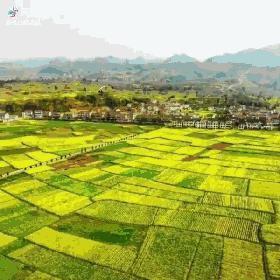 樱桃花海游玩攻略,青岛樱桃花海在哪