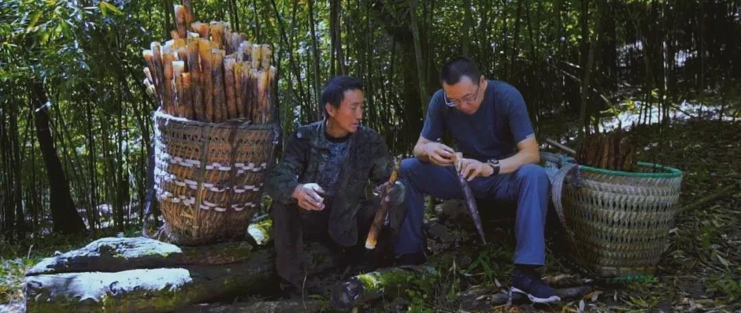 南川毛壳方竹笋,金佛山方竹笋几月份采摘