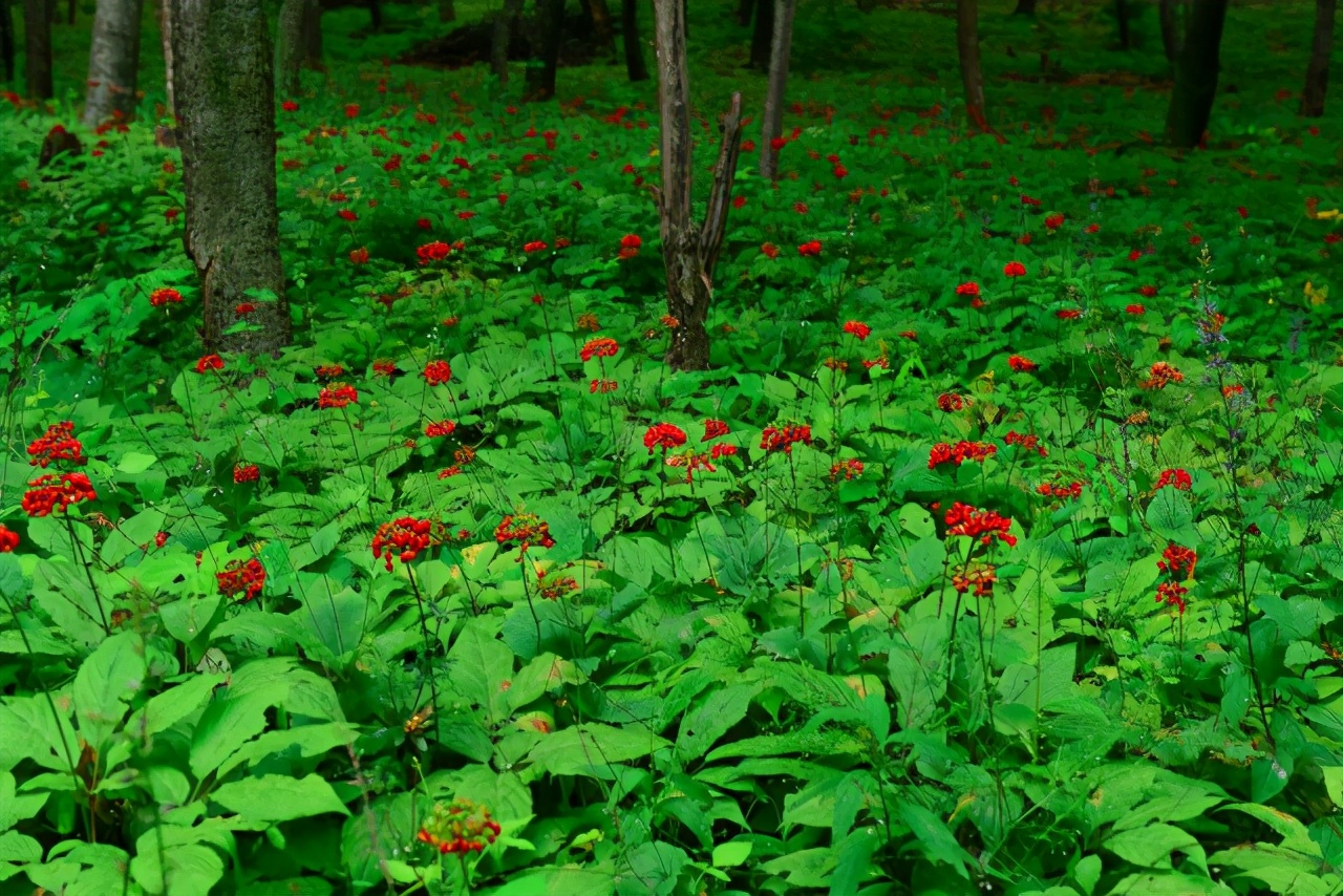为什么人工种植的人参那么便宜,野生人参为什么比人工参好