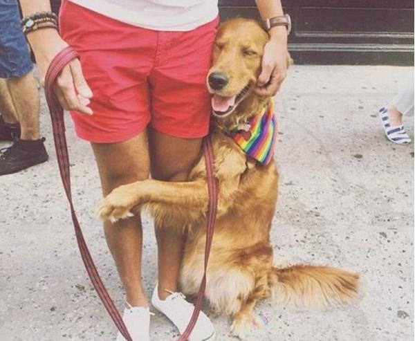 一只金毛犬到底有多治愈,金毛犬性格好但没有勇气再养一只