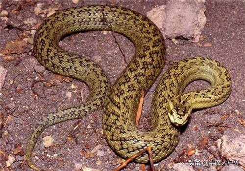 野外生存的知识有哪些,农村常见的蛇类你都认识吗