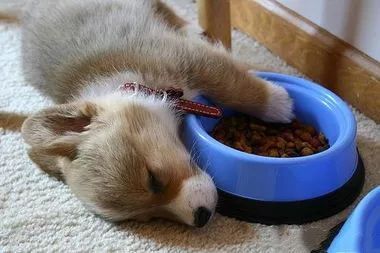 狗粮应该选哪个好呢,实话实说哪款狗粮好