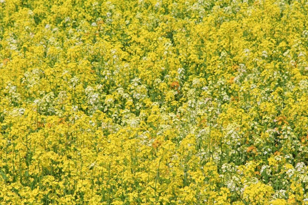 赏春图鉴丨赏花海、品清茶、尝美食...乌当百宜镇这条宝藏春游线路,就等你来打卡啦!