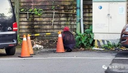 流浪猫被吓跑后会去哪,流浪猫被吓走还会回原来窝吗