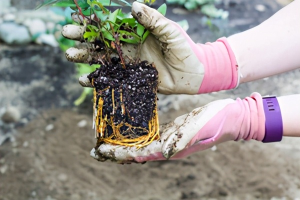 铁线莲小苗怎样种易成活,秋天新买的铁线莲小苗怎样上盆