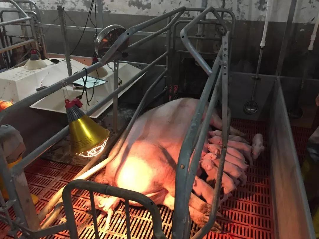 猪场用缩宫素有什么危害,缩宫素什么时候给猪用最好