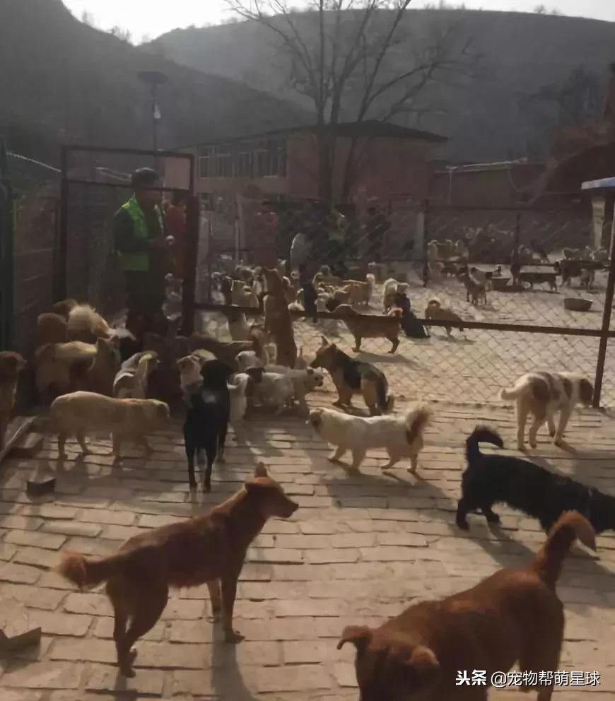 博美小狗被打视频,人们暴打博美犬