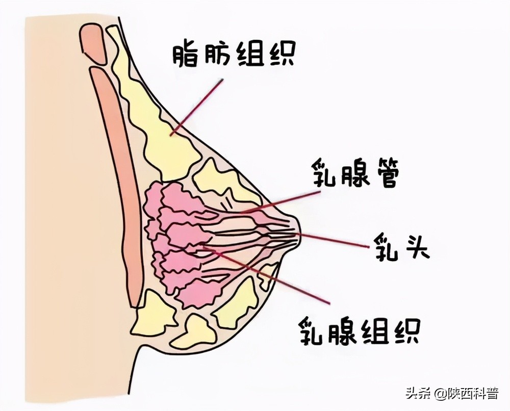 女汉子是怎么样炼成的,女人是怎样炼成的