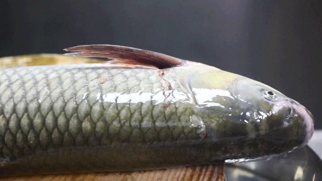 鲩味道脆肉鲩粤式鱼火锅,顺德一般人都没吃过的一道菜