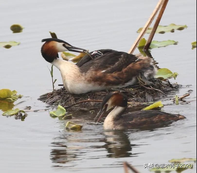 刚出生的鱼宝宝很大,刚生出来的鱼宝宝不怎么动呢