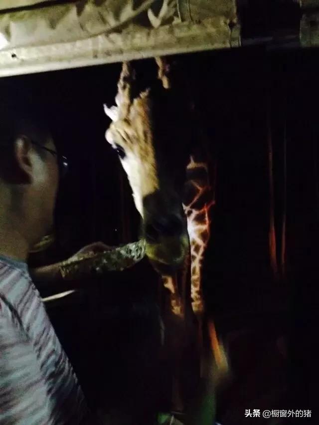 泰北玫瑰的英文,泰北玫瑰图片