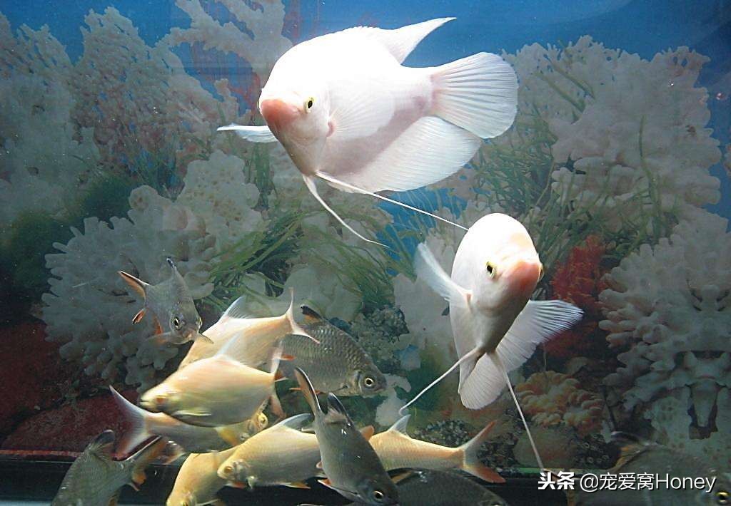 冬季养鱼的方法和注意事项,冬天养鱼温度多少合适