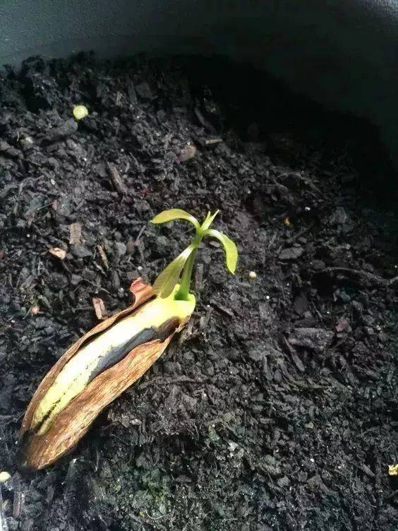 盆栽种植各种水果方法,哪几种水果种子可以自己盆栽