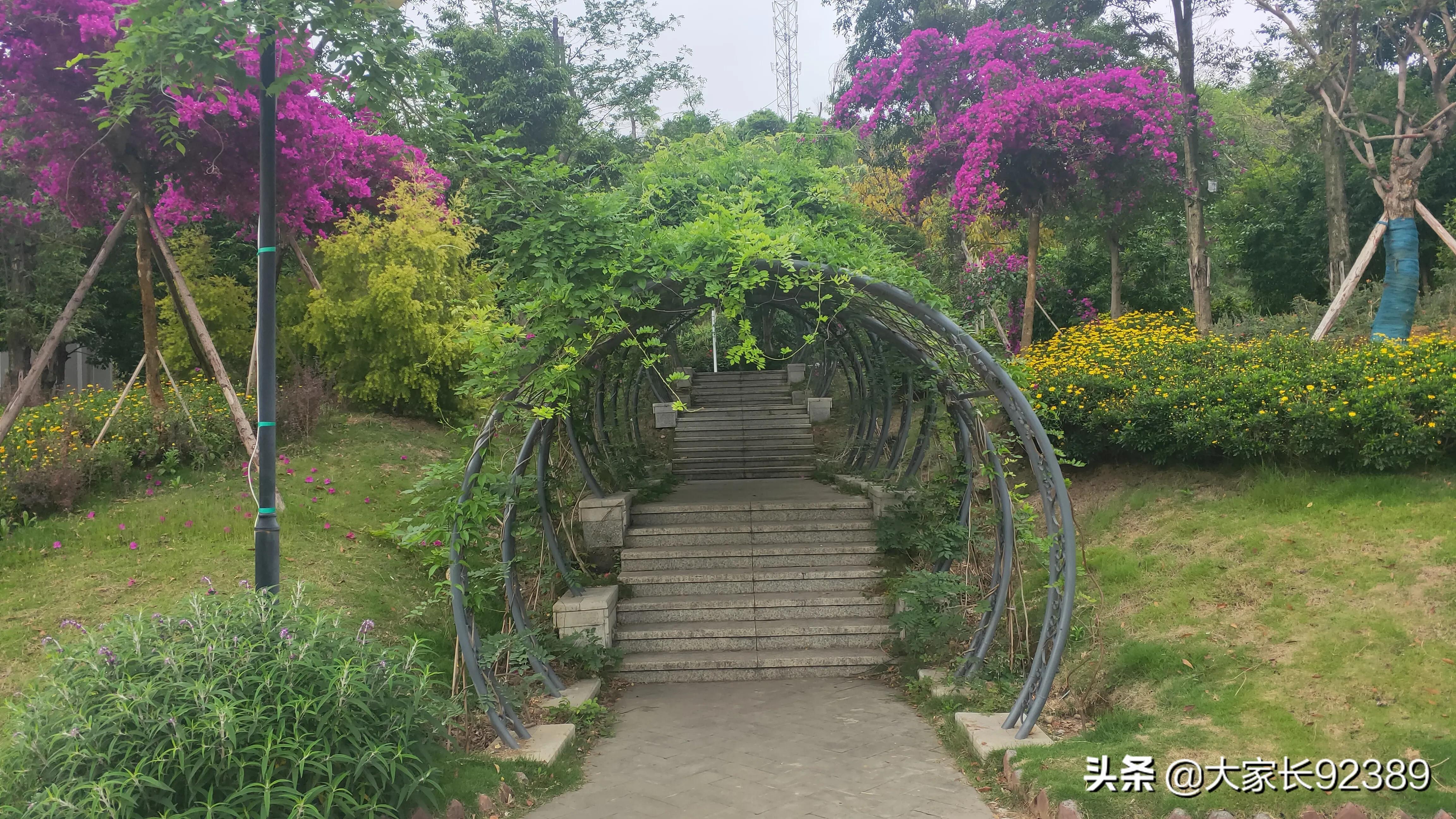 紫色的的英语,紫色的诗歌赏析