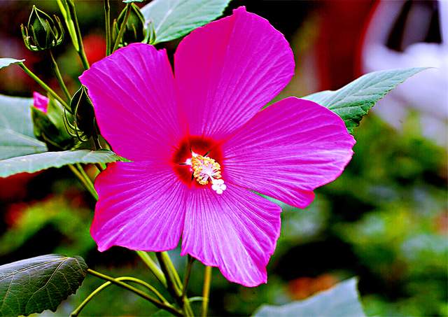 秋葵花国画,秋葵花也如此的美丽