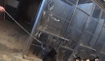 养狼20年养成二哈,养狼养二哈