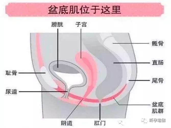 孕产知识|产后盆底肌肉练习真的很重要，产后妈妈重视起来吧