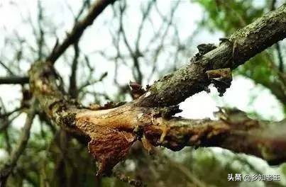 果园常见虫害防治,果树内的害虫如何治