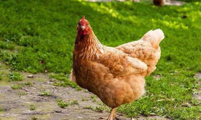 母鸡下软壳蛋怎么办呢?及防治措施?