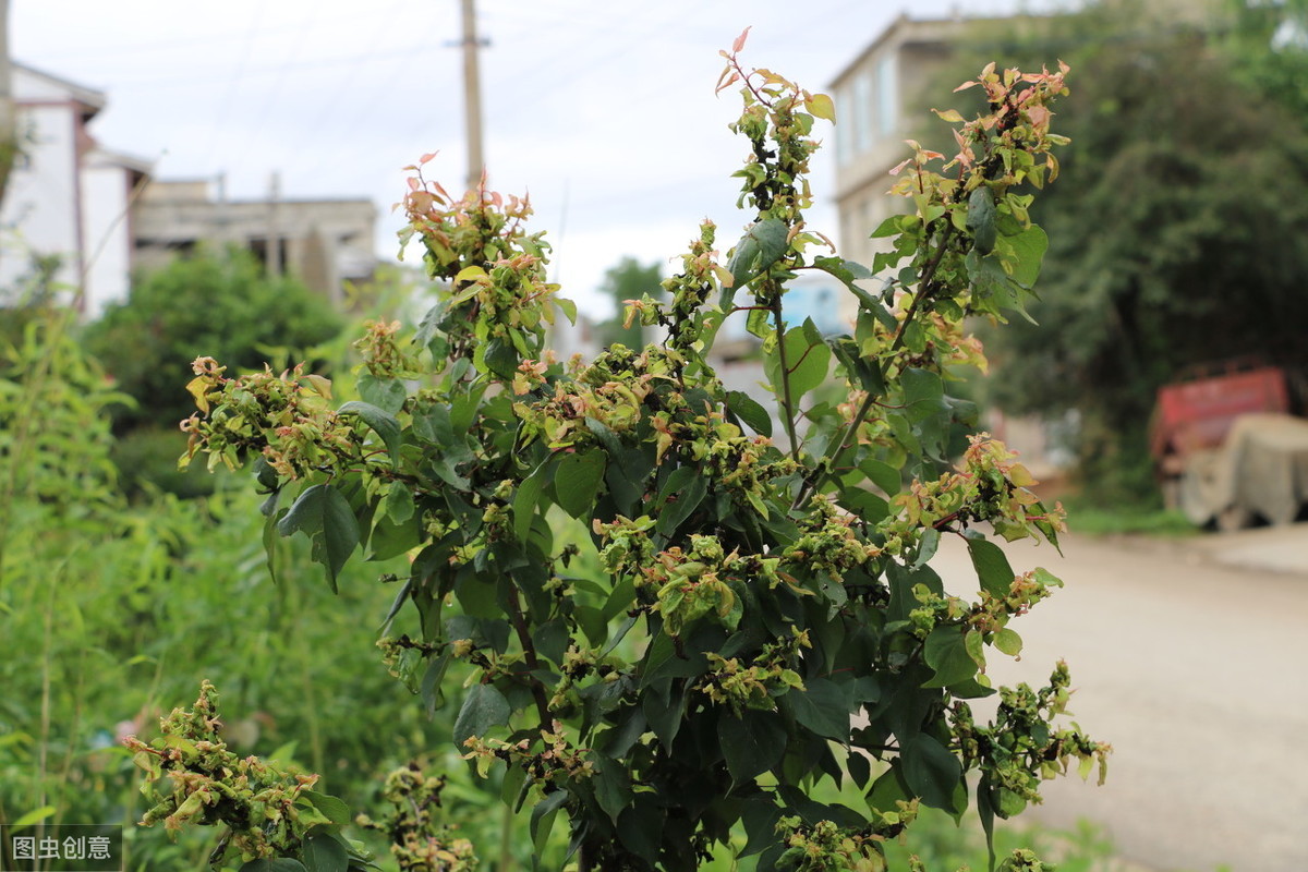 刚栽的杏树怎样管理,杏树如何管理又大又甜