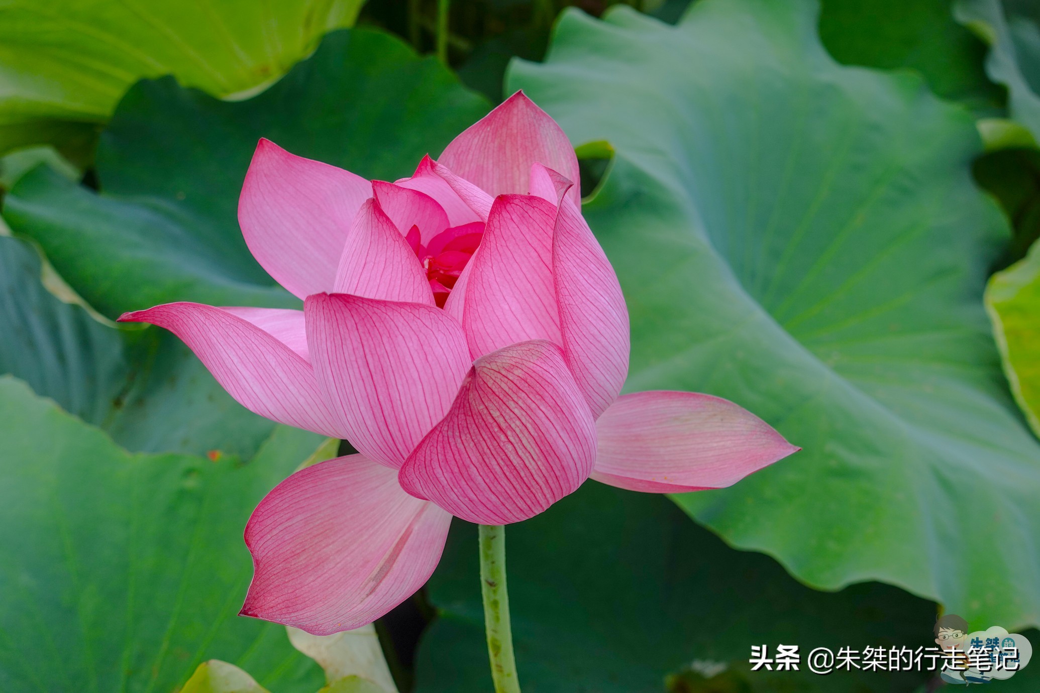 泰顺旅游攻略三日游推荐,泰顺六日游攻略