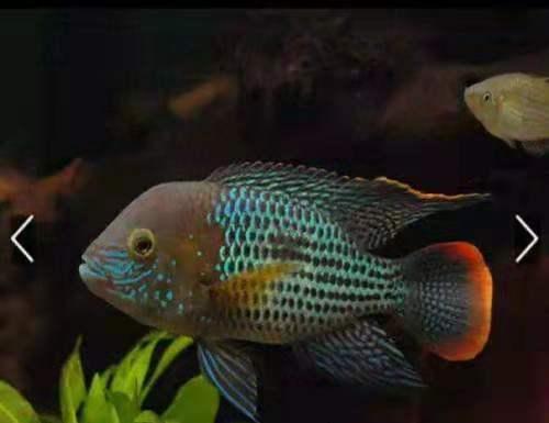 观赏鱼的鱼鳞掉了还能长回来么,观赏鱼鳞片脱落能活吗