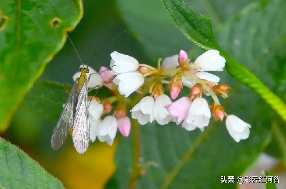 中国云南哪里好看,云南的云彩为什么好看