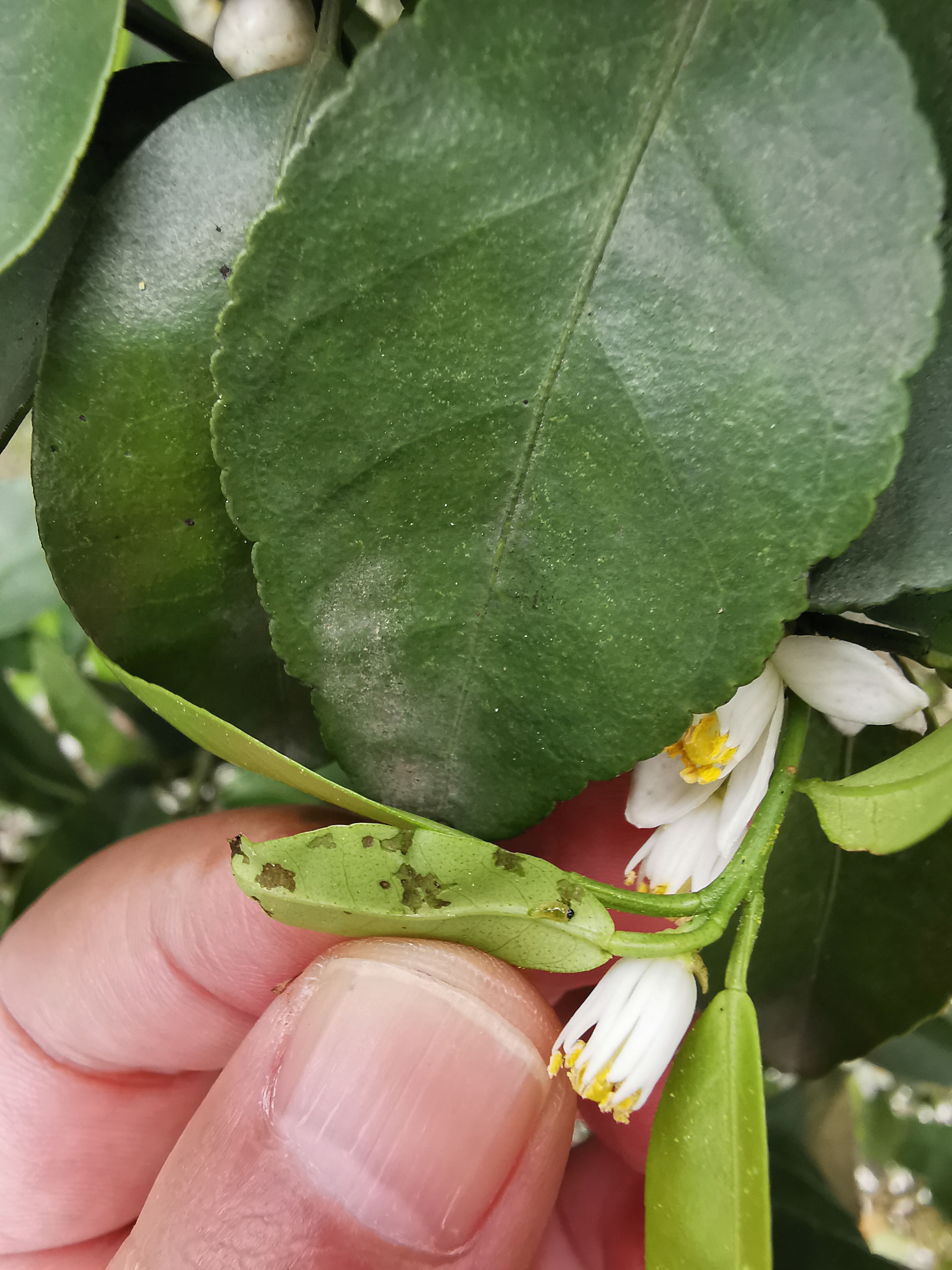 干旱严重黄叶掉落怎么治,雨后花生叶枯怎么回事