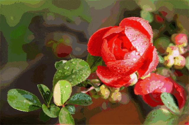 华酝牡丹园紫藤花,华酝牡丹园格桑花