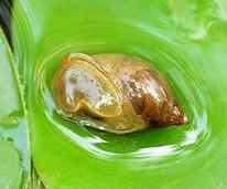 鱼缸中有螺要处理吗,鱼缸出现的水螺对鱼有影响吗