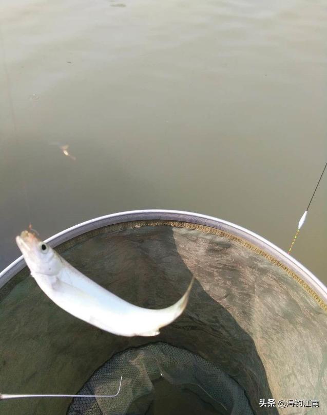 天热钓白条,天热白条上浮怎么钓