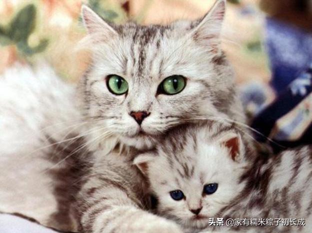 家里母猫正在生幼崽怎么处理,如何在家都能判断母猫是否怀孕