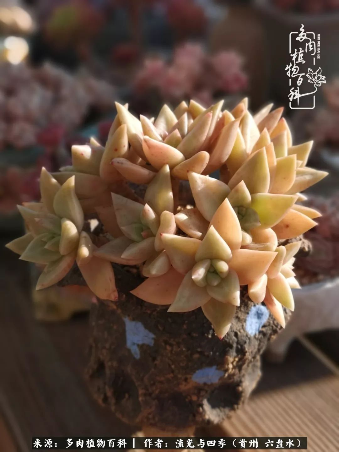 养多肉这几点新手必要知道,在养多肉的路上越走越远