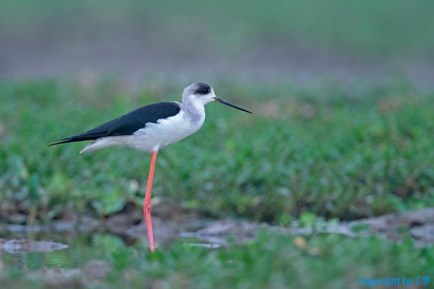 索尼alpha6000使用方法,索尼alpha6000使用技巧