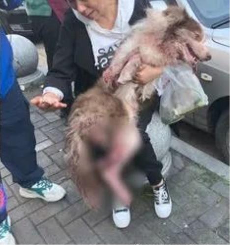 汪汪队比特犬街头咬住边牧,小型犬被边牧咬伤怎么办