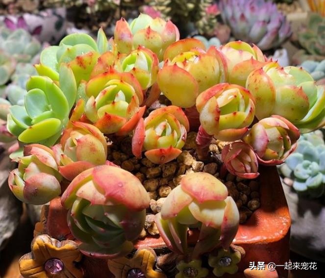 多肉碧桃叶心像生锈了怎么回事,多肉碧桃叶子干瘪如何泡水