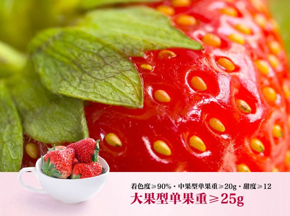 中国草莓第一县在东港哪个城市,东港市支柱产业草莓