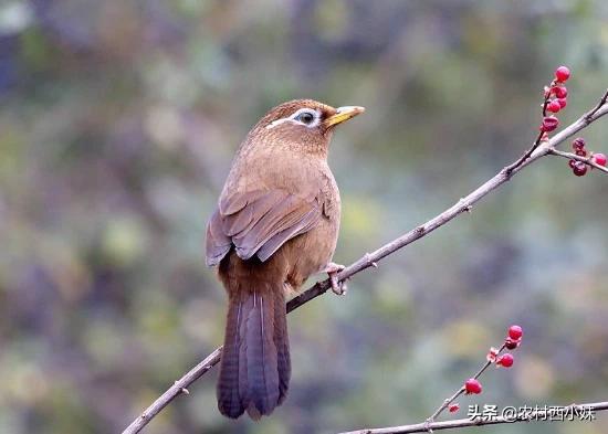 画眉鸟老是撞笼怎么办,画眉鸟窜杠如何解决
