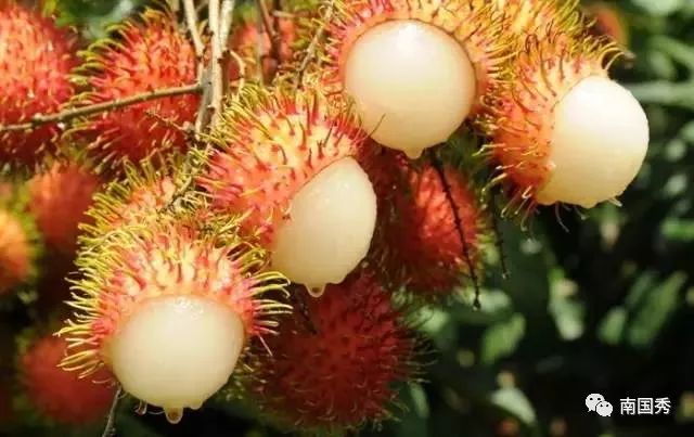 三亚游玩可以带什么特产回去,三亚特产大全图片