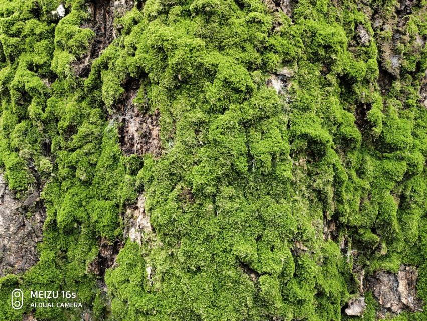 拍照手机xsm,魅族目前拍照最好的手机