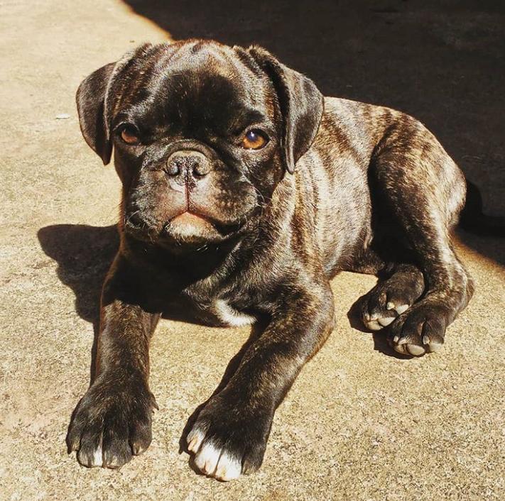 鐩樼偣鍚勪釜鐗瑰埆鐨勬潅浜や覆涓茬嫍,鍝簺瀹犵墿鐘覆涓茶捣鏉ユ洿濂界湅