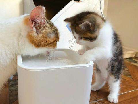 金渐层猫咪只喝水不吃粮怎么回事,猫咪之前爱喝水突然就不爱喝水了