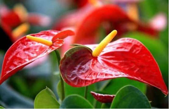 红掌如何救活,怎么救活红掌烂根