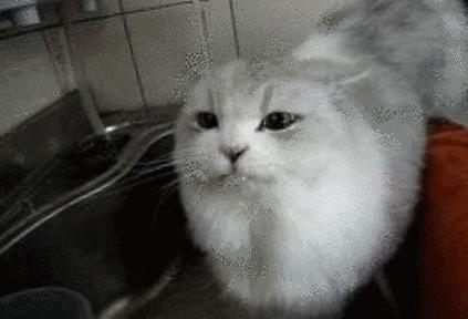 猫咪到底能不能喝矿泉水,猫咪喝自来水会结石吗