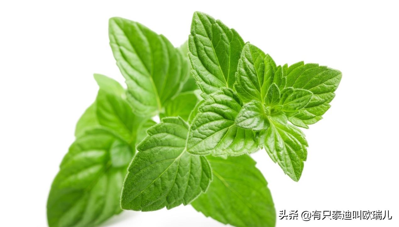 猫薄荷人类可以食用吗,人类能吃猫薄荷吗